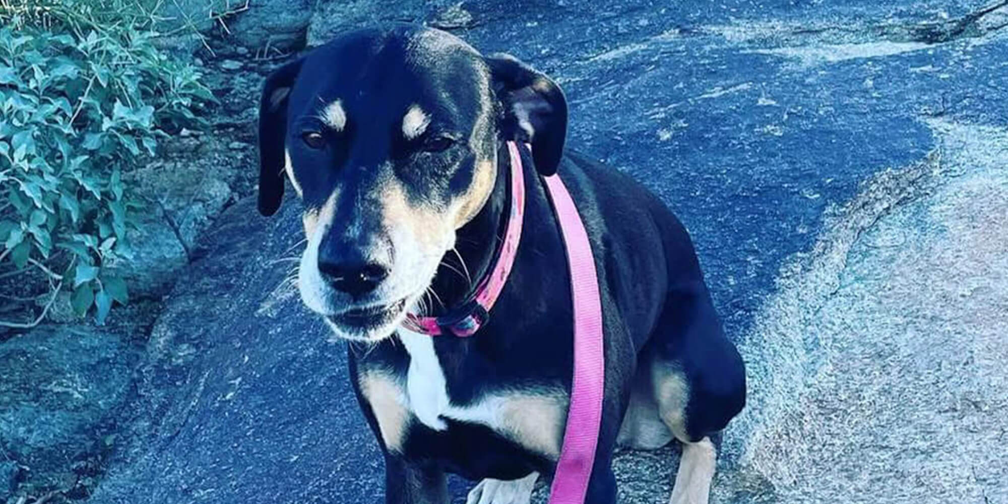 phoenix-az-urgent-care-vet-black-dog-on-rocks A dog standing on a rock and wearing a pink collar