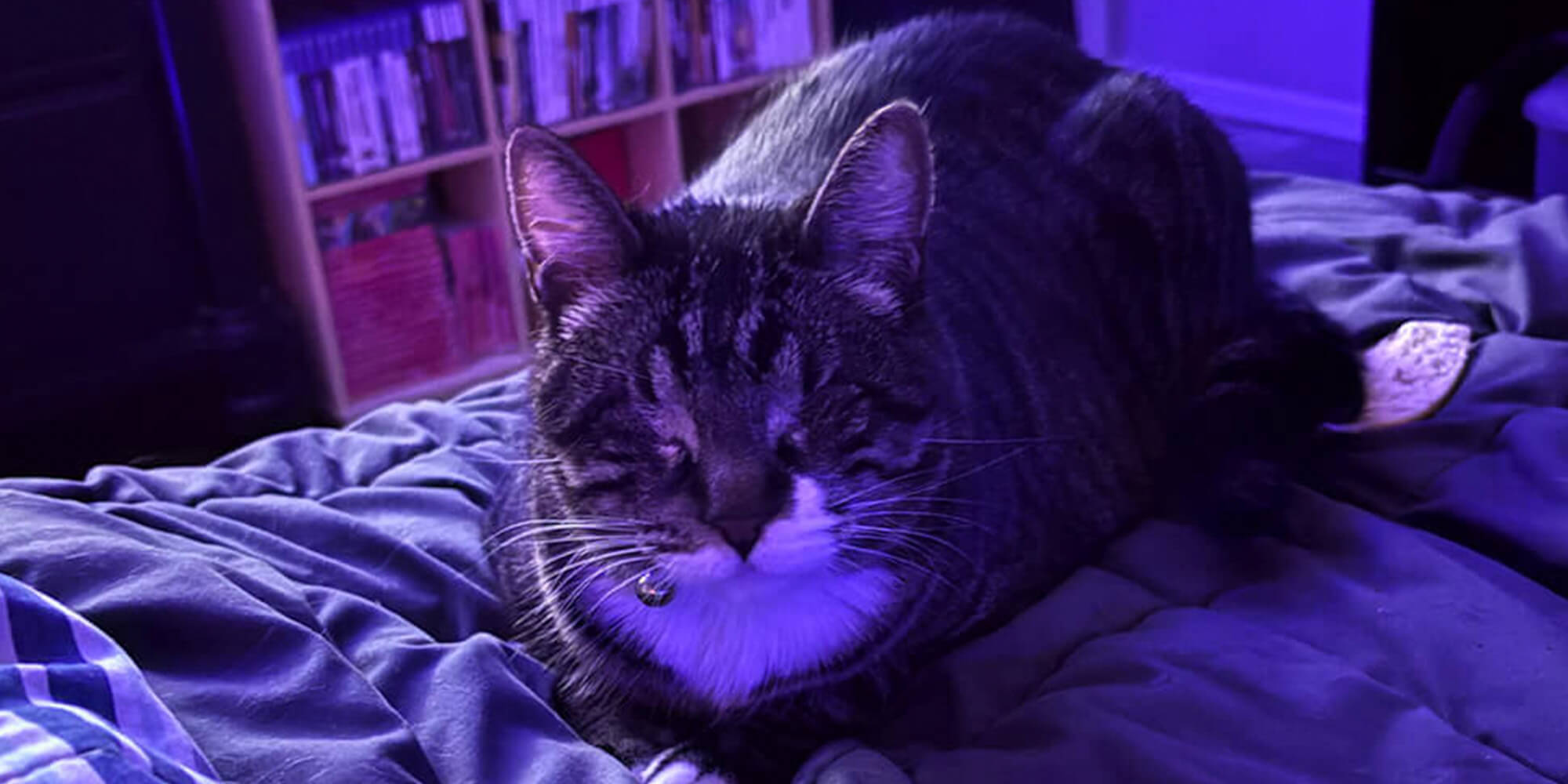 phoenix-az-urgent-care-vet-cat-on-bed-purple-lighting A cat sitting on a bed comfortably