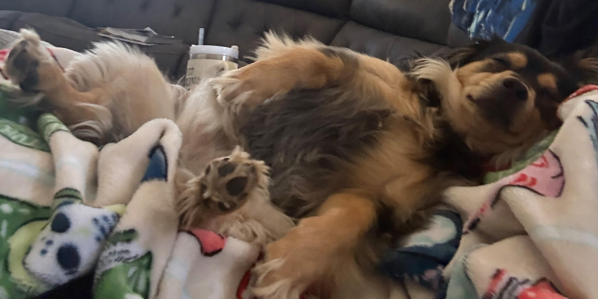 phoenix-az-urgent-care-vet-dogs-resting-on-bed A dog lying on its back on a cozy blanket