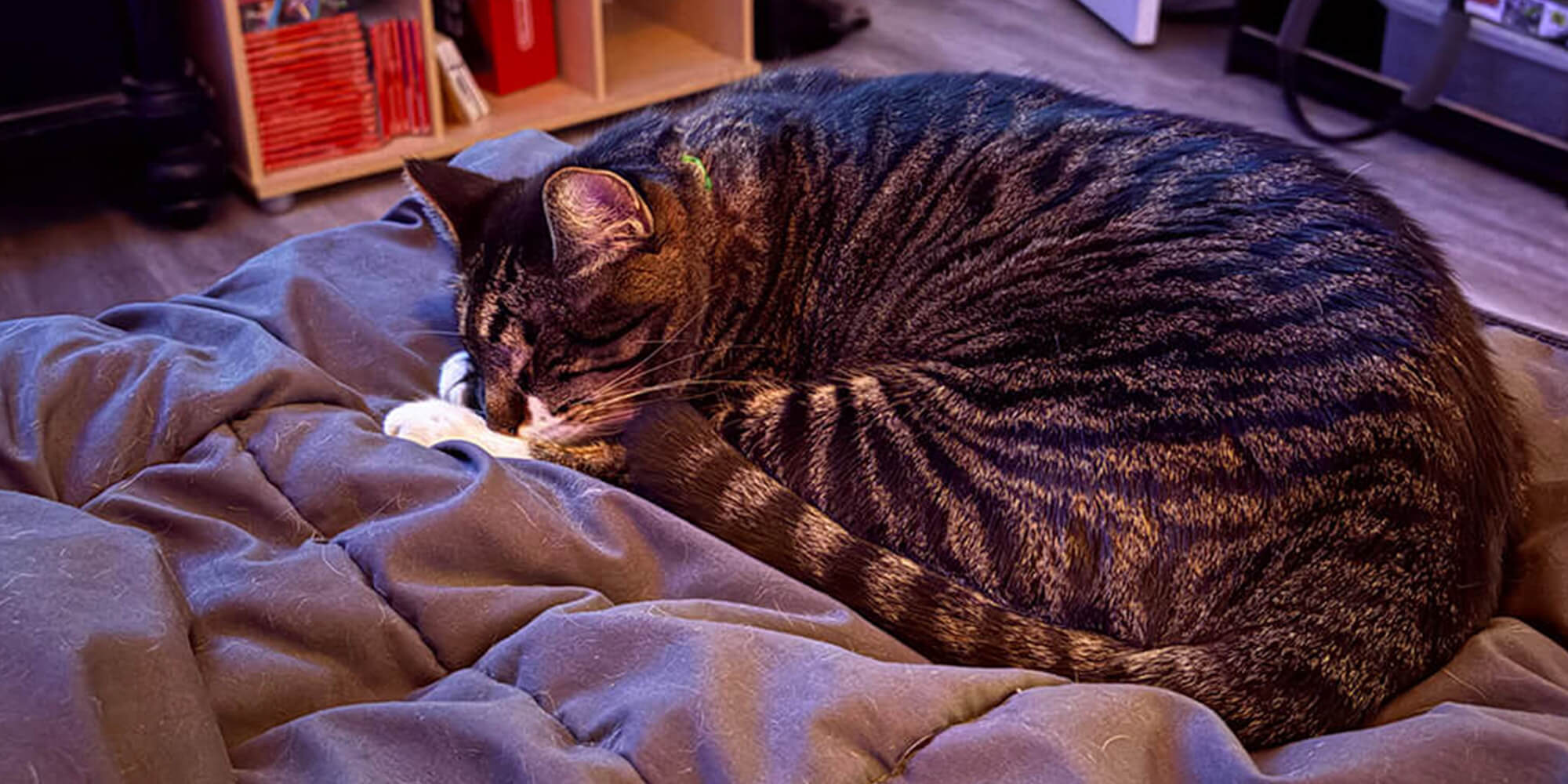 phoenix-az-urgent-care-vet-tabby-cat-on-bed-purple-room An old cat sleeping on a bed