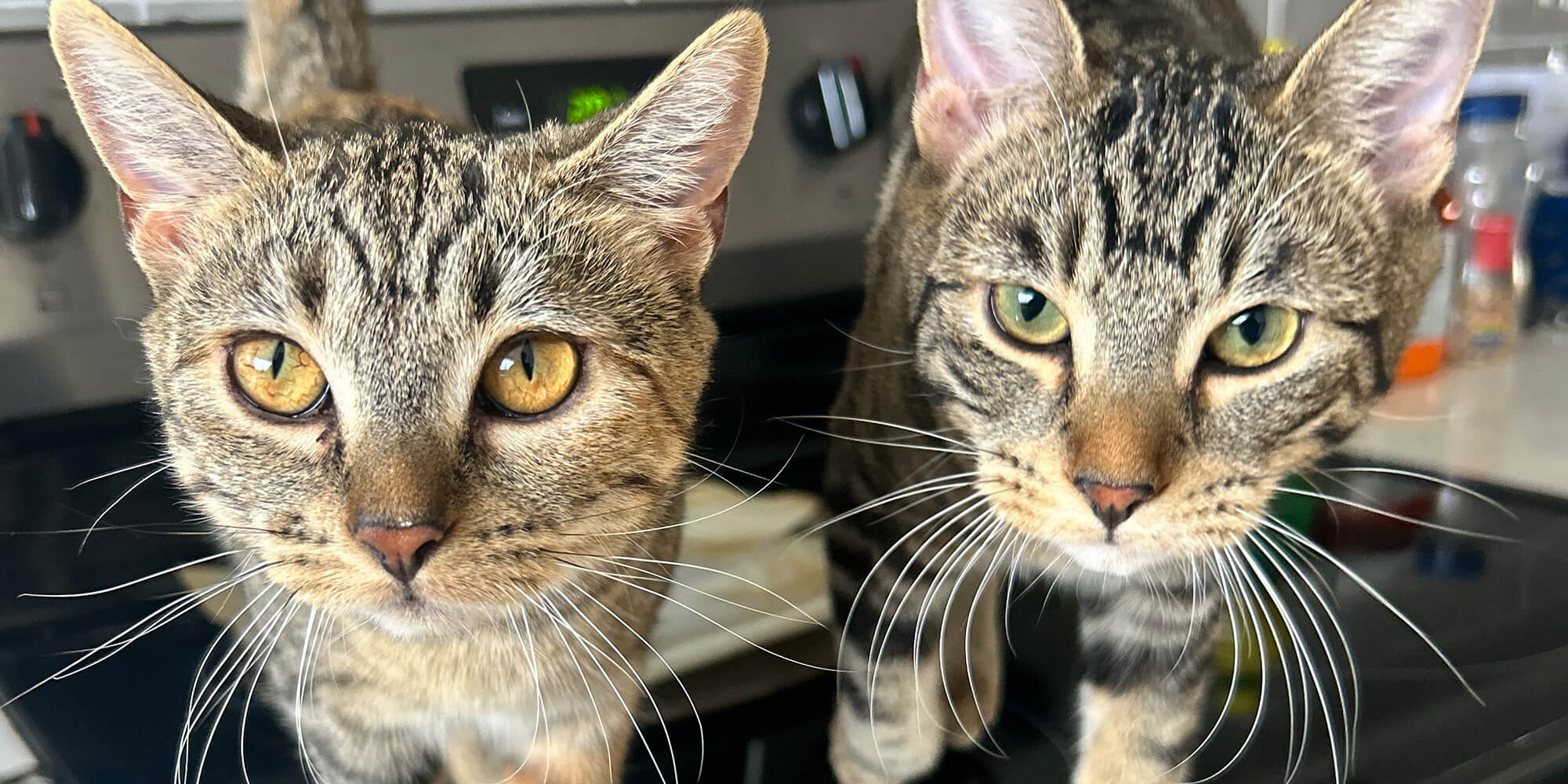 phoenix-az-urgent-care-vet-two-tabby-kittens Two cats standing on a sofa