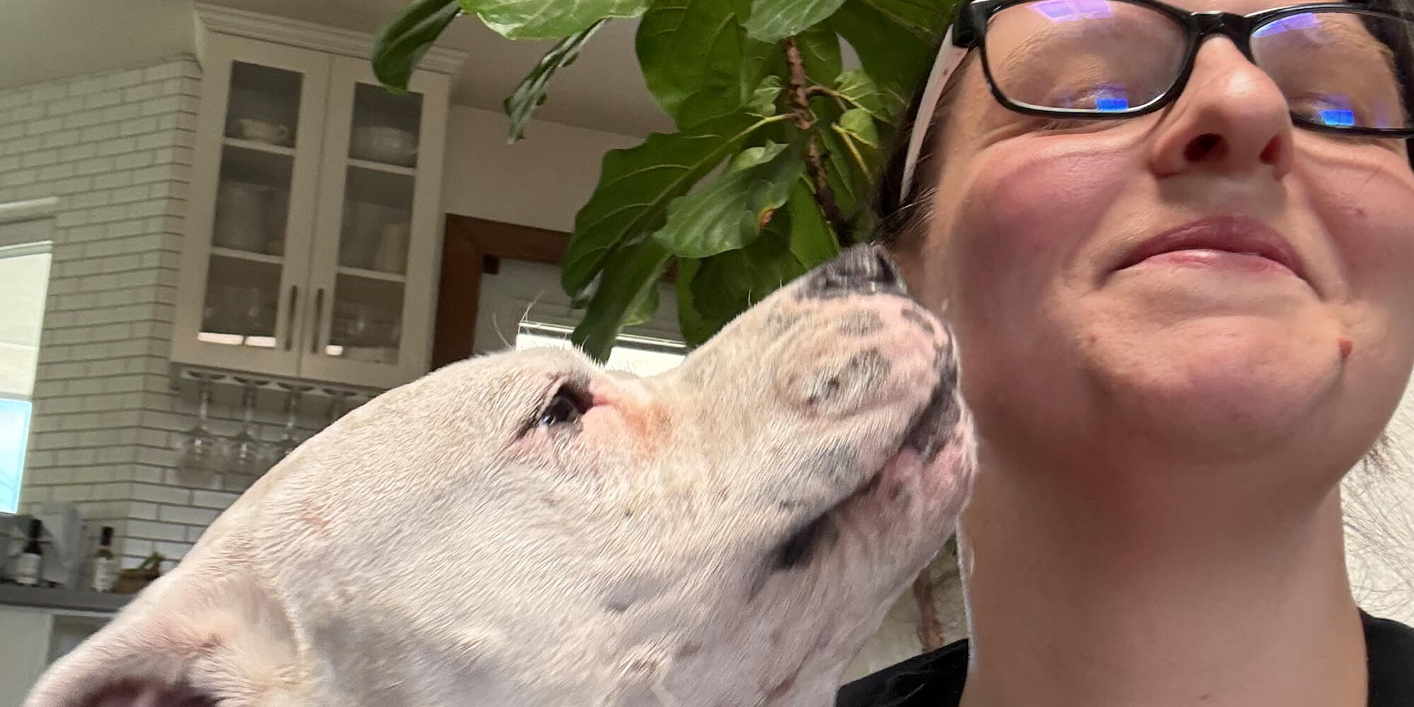 phoenix-az-urgent-care-vet-white-dog-kissing-woman Dog with merle coat and piercing blue eyes looking to the side.