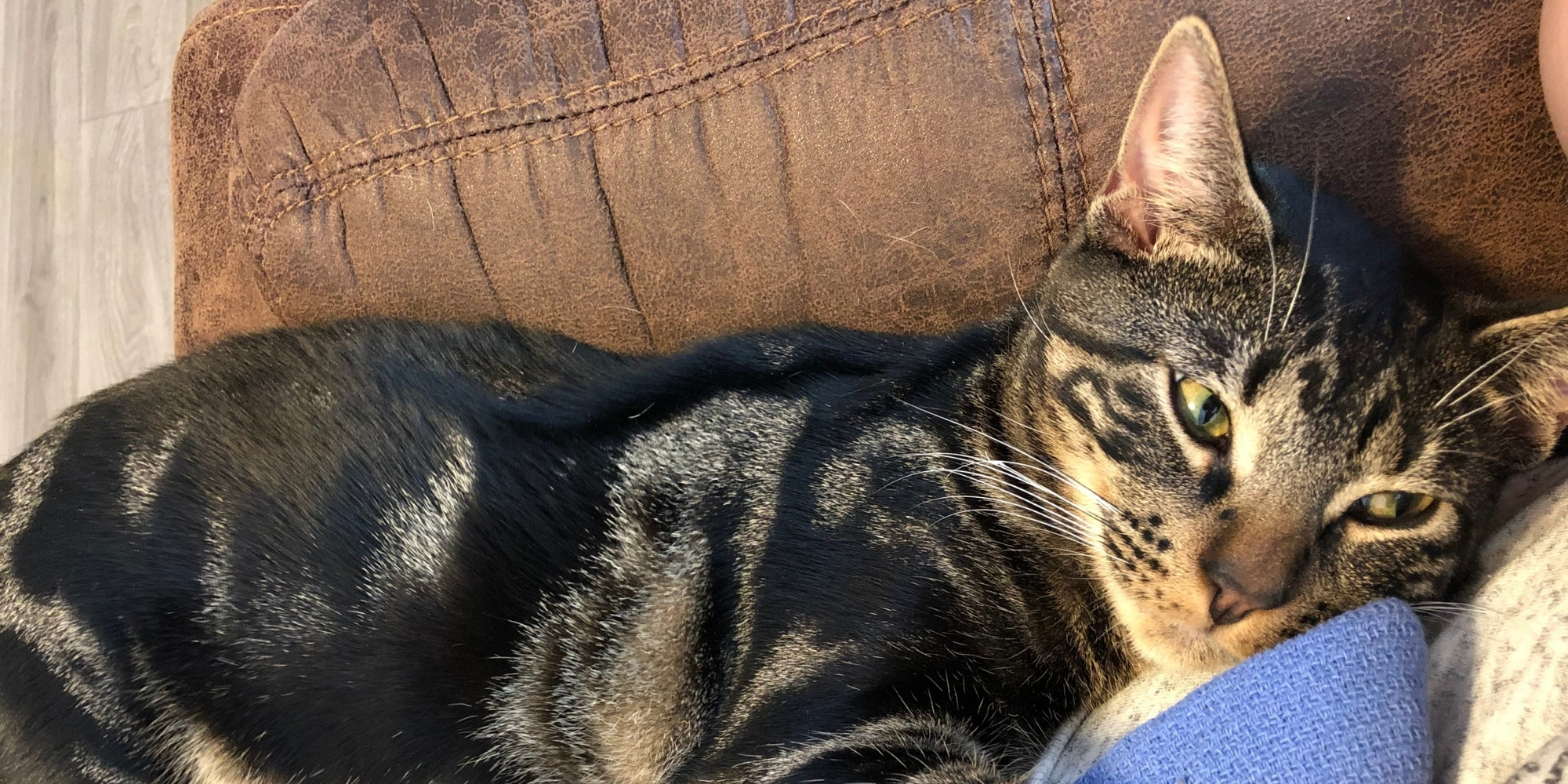 pet surgery A kitten is sleeping on a sofa